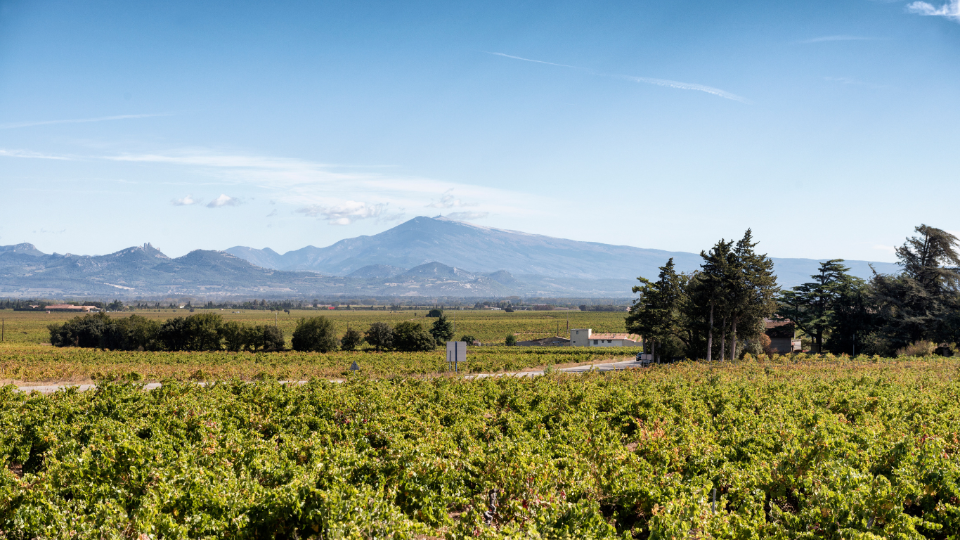 château la coste (1)